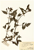 藏品(紅腺懸鉤子)的圖片